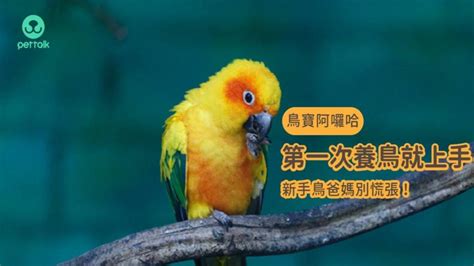 養什麼鳥好|【鳥寶阿囉哈】第一次養鳥就上手，新手鳥爸媽別慌。